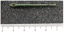 Fig. 8 – Agulha em bronze (FCORV-A2 188/05).