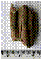 Fig. 24 – Possível dente de Sus Scrofa(?) FCORV-A2 207/05.
