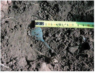 Fig. 25 – Pendente decorado (FCORV-A2 252/05) no seio da UE.2080.